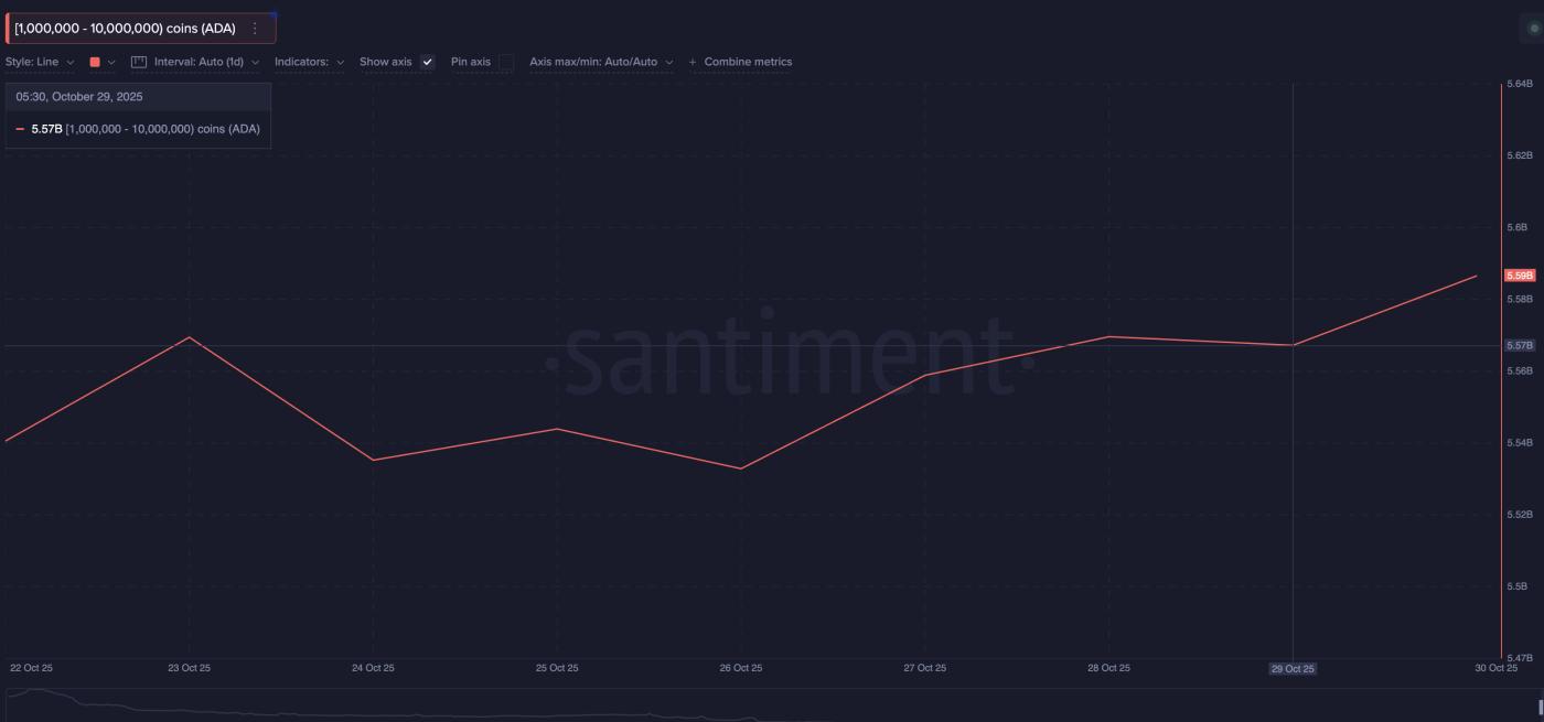 더 작은 ADA 고래가 축적됨