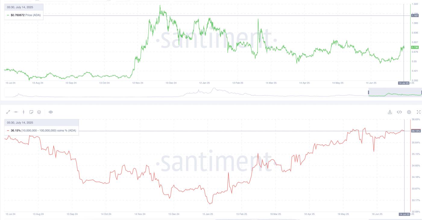 Cardano price and whale wallets