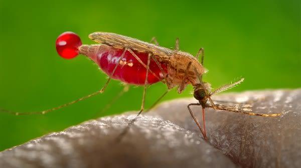 About Malaria | Malaria | CDC
