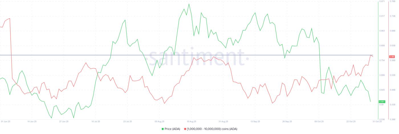 卡尔达诺鲸鱼控股公司