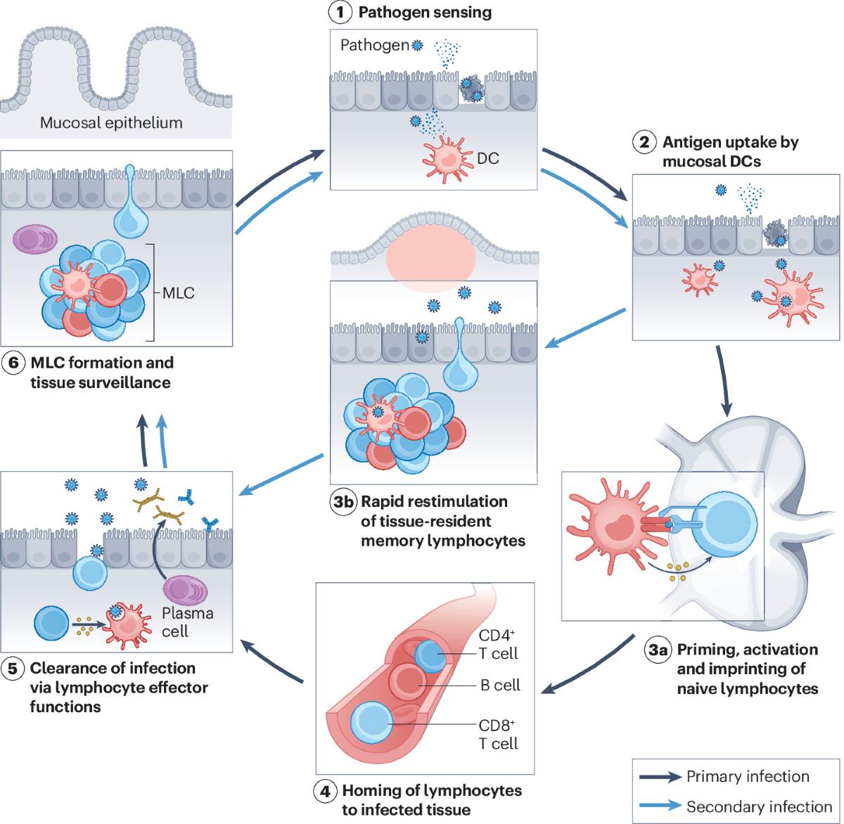 Harnessing mucosal immunity for protective vaccines | Nature Reviews Immunology Harnessing mucosal immunity for protective vaccines | Nature Reviews Immunology