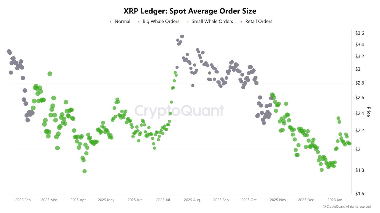 XRP 현물 평균 주문량. 출처: CryptoQuant.