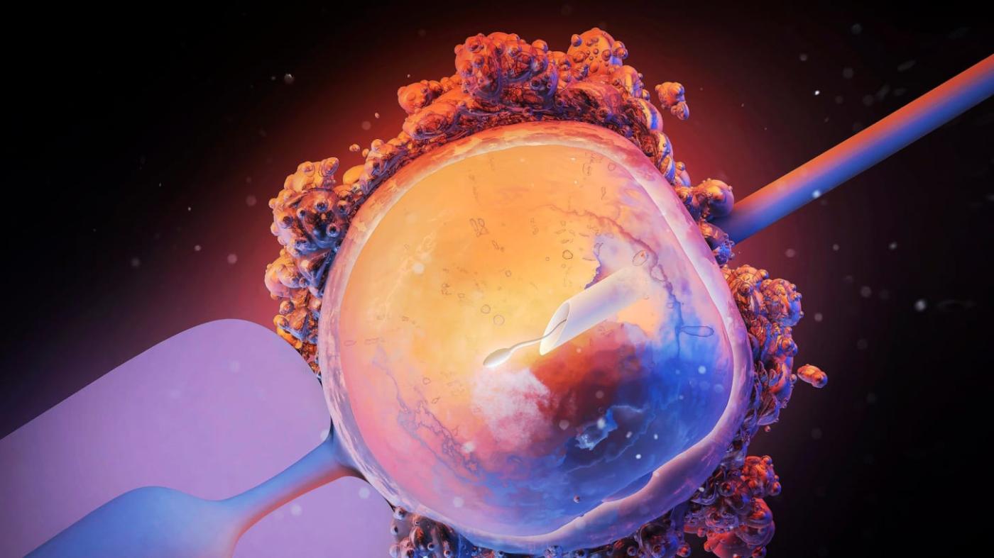 Three-Person Mitochondrial IVF Leads to Eight Healthy Births | Scientific  American